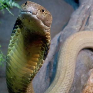 Malayan King Cobra (Ophiophagus hannah)