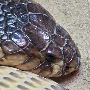 Snouted Cobra (Naja annulifera)