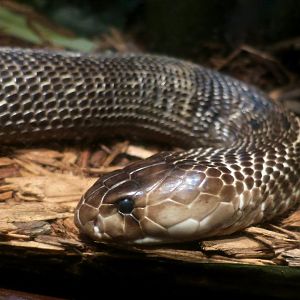 Sri Lankan Cobra (Naja naja)