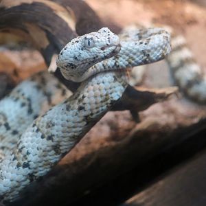 Southwestern Speckled Rattlesnake (Crotalus pyrrhus)