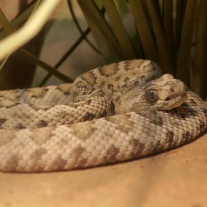 Santa Catalina Rattlesnake (Crotalus carolinensis)
