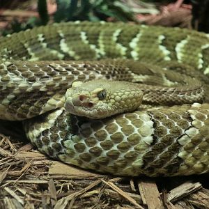 Timber Rattlesnake (Crotalus horridus)