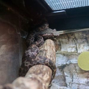 Brongersma's Pit Viper (Craspedocephalus brongersmai)
