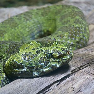 Mangshan Pit Viper (Protobothrops mangshanensis)