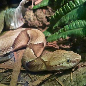 Eastern Copperhead (Agkistrodon contortrix)