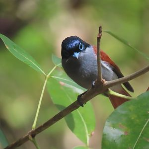 Mascarene Paradise-Flycatcher male bras d'eau national park