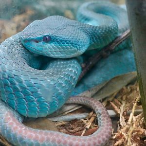 Komodo Island Pit Viper (Trimeresurus insularis)