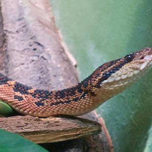 South American Bushmaster (Lachesis muta)