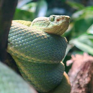 Two-Striped Forest Pit Viper (Bothrops bilineatus)