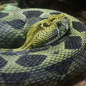 Ethiopian Mountain Adder (Bitis parviocula)