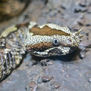 Rhinoceros Viper (Bitis nasicornis)