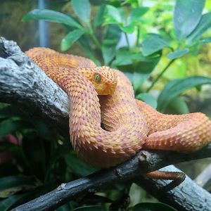 Variable Bush Viper (Atheris squamigera)
