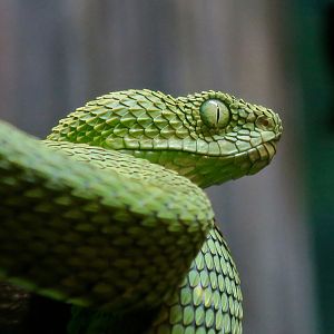 West African Bush Viper (Atheris chlorechis)