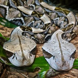 West African Gaboon Viper (Bitis rhinoceros)