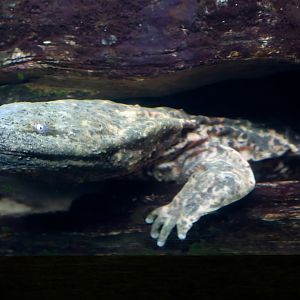 Eastern Hellbender (Cryptobranchus alleganiensis alleganiensis)