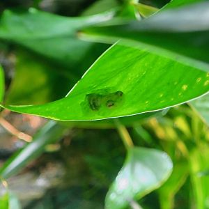 La Palma Glass Frog (Hyalinobatrachium valerioi)