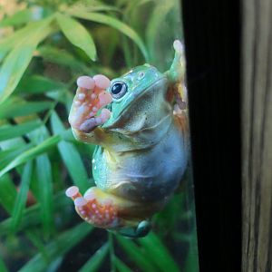 Magnificent Tree Frog (Litoria splendida)