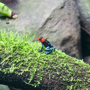 Blessed Poison Frog (Ranitomeya benedicta)