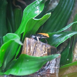 Brown Mantella (Mantella betsileo)