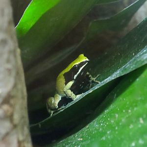 Green Mantella (Mantella viridis)