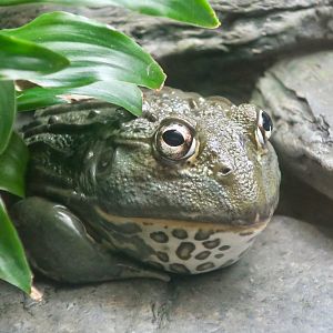 African Pixie Frog (Pyxicephalus adspersus)