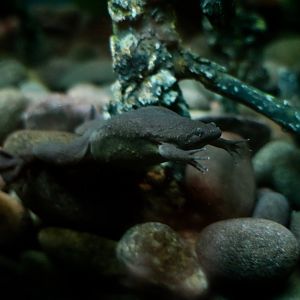 Western Clawed Frog (Xenopus tropicalis)
