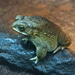 Asian Common Toad (Duttaphrynus melanostictus)