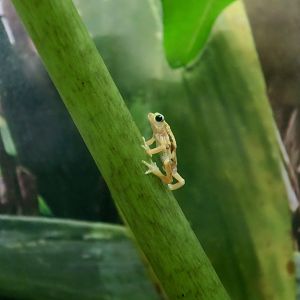 Kihansi Spray Toad (Nectophrynoides asperginis)