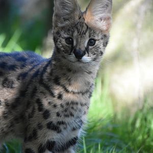 Baby Serval - Leptailurus serval