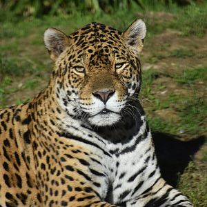Jaguar - Panthera onca