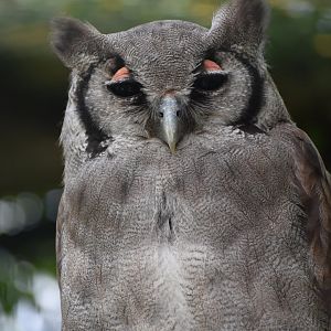 Verreaux's Eagle-Owl - Bubo lacteus