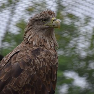White-tailed Eagle - Haliaeetus albicilla