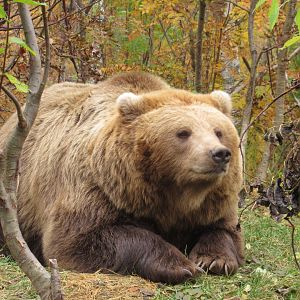 Brown Bear
