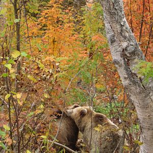 Bears in autumn woodland