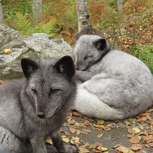 Arctic Foxes