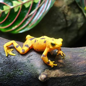 Panamanian Golden Frog (Atelopus zeteki)