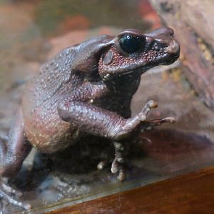 Smooth-Sided Toad (Rhaebo guttatus)