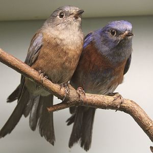 Western bluebirds - pair