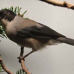 Black-headed sibia