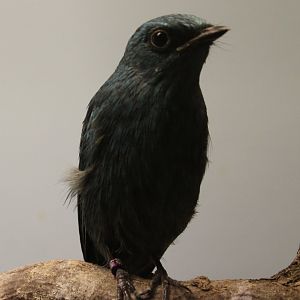 Verditer flycatcher