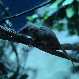 Feathertail Glider (Acrobates pygmaeus)