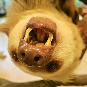 Hoffmann's Two-Toed Sloth (Choloepus hoffmanni) - Wild Encounters