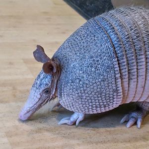 Nine-Banded Armadillo (Dasypus novemcinctus) - Wild Encounters