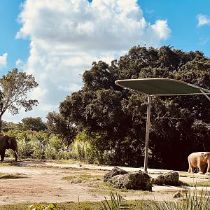 Asian Elephant Exhibit