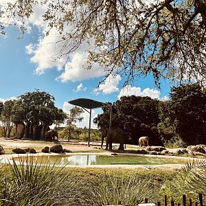Asian Elephant Exhibit