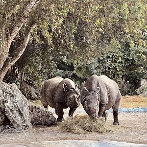 Greater One-horned Rhinoceros