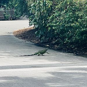 Free Range “what the hell is that?!?”