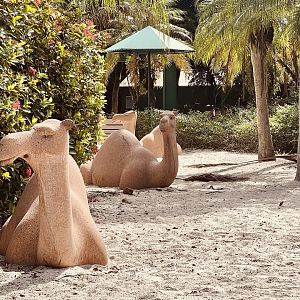 Dromedary Camel Statues