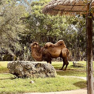 Bactrian Camel
