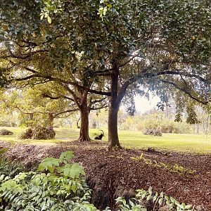 Sable Antelope Exhibit